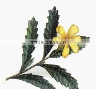 GMP Natural High Quality Damiana Extract/Damiana Leaf Extract/Damiana Leaf Extract Powder photo-3