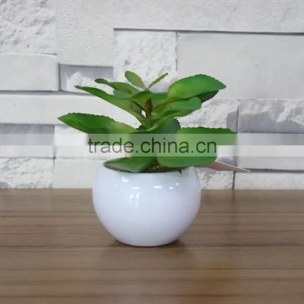White Potted Mini Succulent Plants Bonsai photo-2