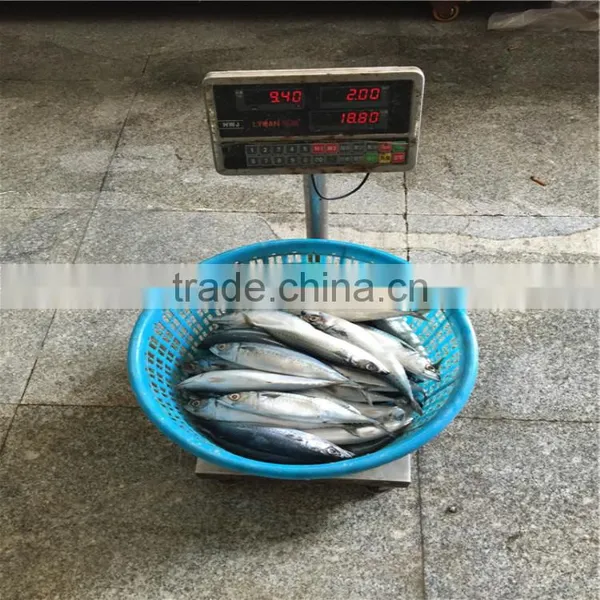 Pacific Mackerel Whole Round Frozen Mackerel