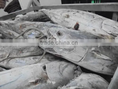 2016 Super Frozen Fish Skipjack Tuna 1.8kg up photo-2