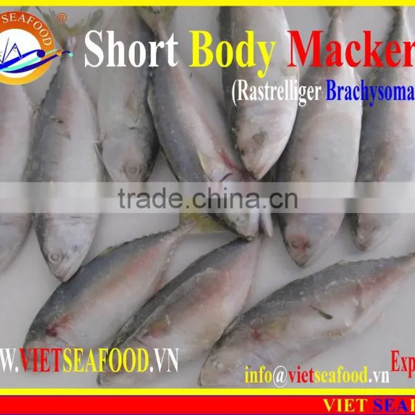 FROZEN SHORT BODY MACKEREL WHOLE ROUND photo-6