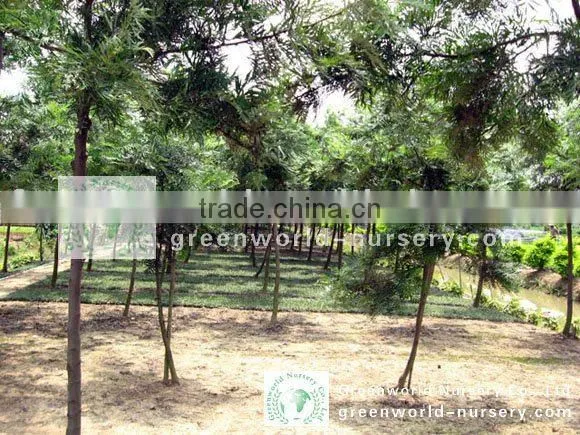 Grevillea Robusta Nursery Land