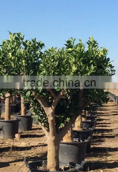 Lemon Tree - Citrus Limon photo-6