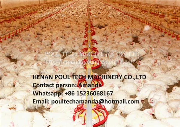 Zimbabwe Poultry Farm Automatic Broiler Floor Raising System With Nipple Drinker System & Feeding Pan System in Chicken Shed photo-2