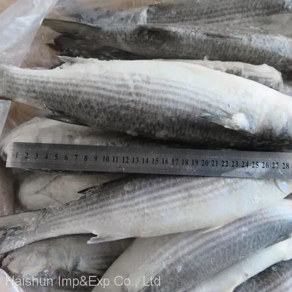 Frozen Grey Mullet