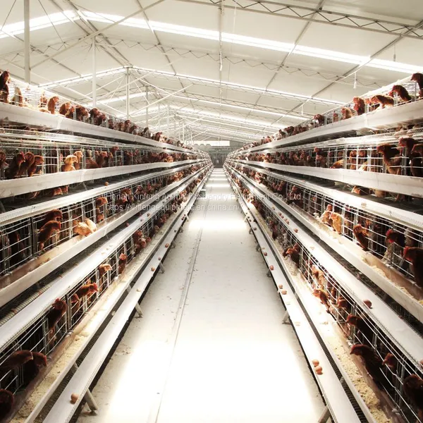 Poultry Farming Equipment Automatic Chicken Battery Cage photo-4