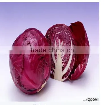Fresh Chinese Cabbage photo-2