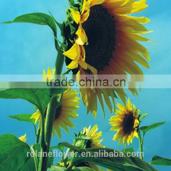 Holiday Party Yellow Sunflower Flower From Yunan photo-3