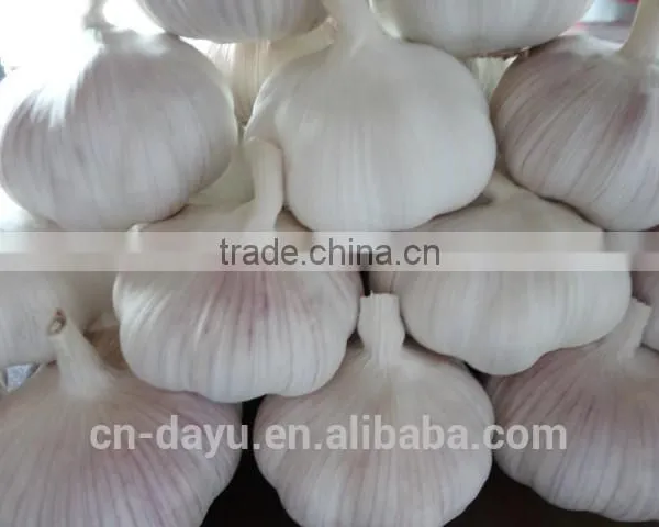 Red White Garlic Supplier 2016 photo-4