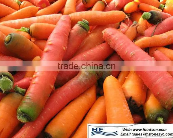Fresh Carrot China Fresh Carrot