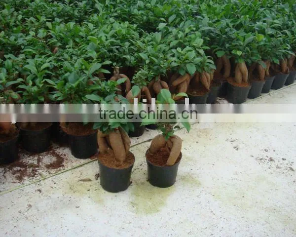 Ficus Microcarpa/Ficus Bonsai/Ficus Tree