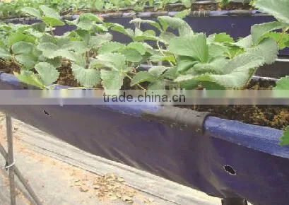 Film fastness clamp for grape planting