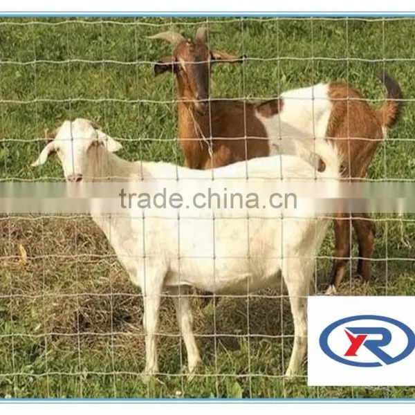 China Supplier 2x2 Welded Wire Mesh,low Price Galvanized Welded Mesh photo-2