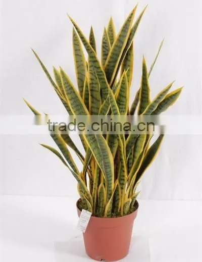 CHY300928 Artificial High Initation Office Decorative Sanseviera Bonsai Foliage Plant photo-5