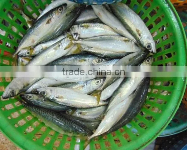 Frozen Pacific Mackerel Fish Newest photo-4
