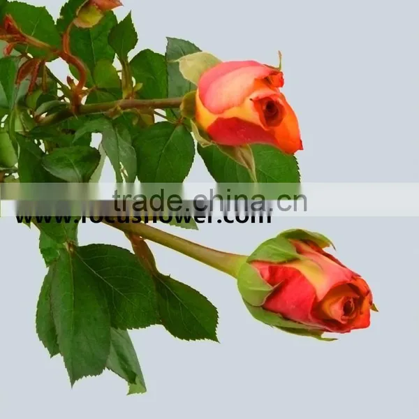 Newest Fresh Cut Flowers Colombia Kunming Flower Exporter Golden Rose With 22stems/bundle photo-2