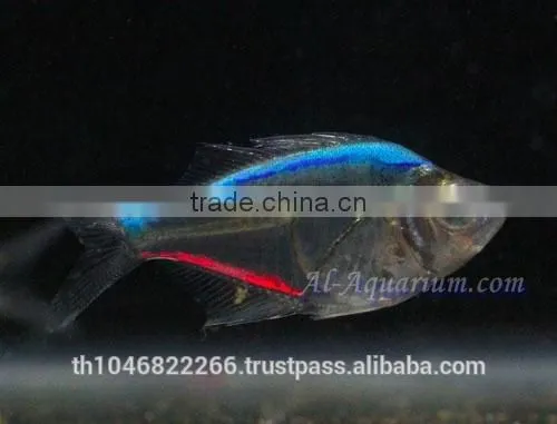 Glass Fish Mix Color For Sale / Ornamental Fish International Exporter photo-6