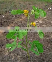 CASSIA TORA photo-2
