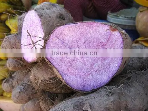 Vietnam Best Quality Fresh Yam Tubers Root photo-3