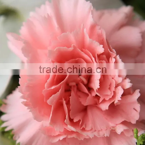 Wide Variety Medium Pink Crazing Selling Carnation photo-4