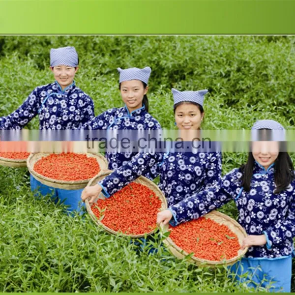 2015's Crop Organic Gojiberry With Good Price photo-2