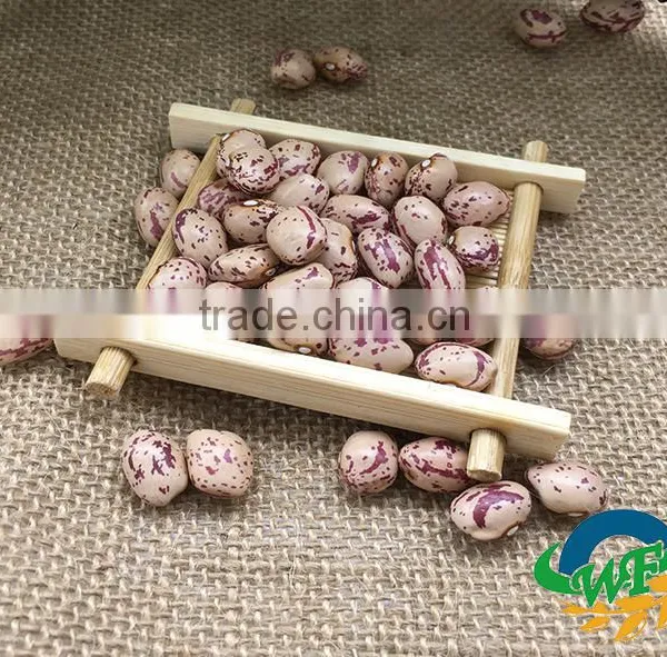 Light Speckled Kidney Beans (XinJiang Round) photo-3