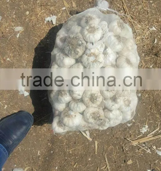 New Garlic Pure White Garlic photo-5