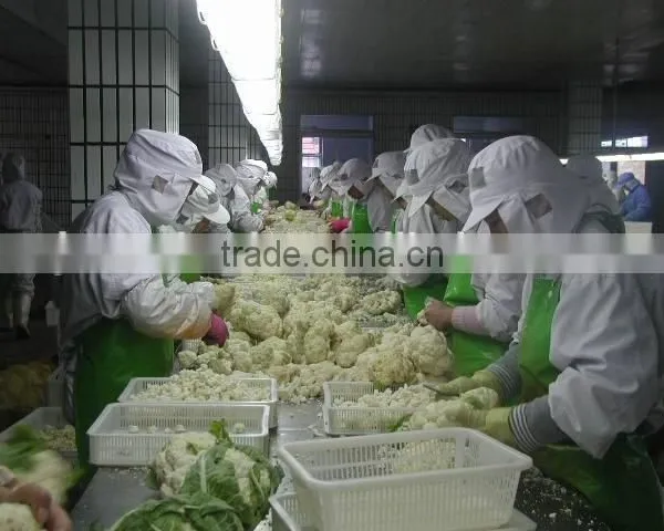Chinese IQF Bulk Cauliflower photo-2
