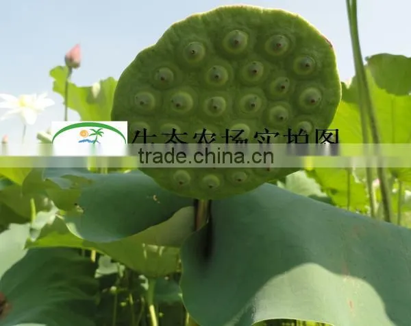 Nelumbo Nucifera Gaertn Lotus Nut Lotus Seeds photo-5