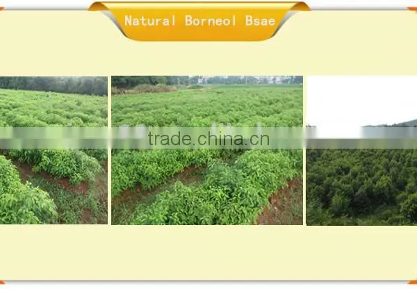 100% Natural Rue Extract With High Quality for Bulk Sale in China photo-6