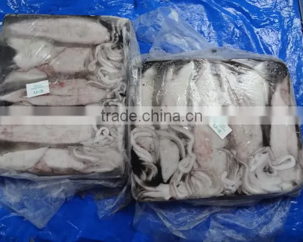 Frozen Loligo Squid photo-2