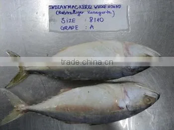 Indian Mackerel