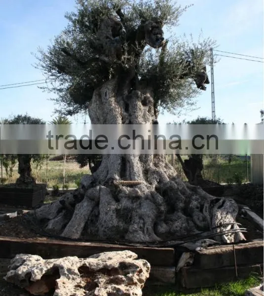 Centenary Olive Tree photo-5