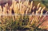 Psyllium Seeds photo-2