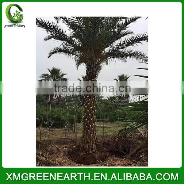 Phoenix Sylvestris Palms Trunk 3.5m photo-2