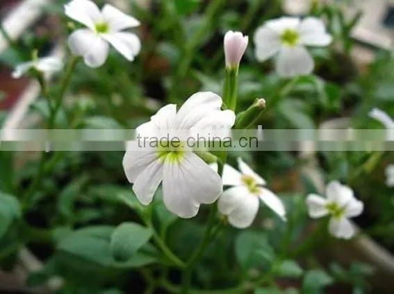 Virginia Stock, Malcolmia , Flower Seeds , Herb Seed,vegetalbe Seed,fruit Seed,grass Seed photo-4