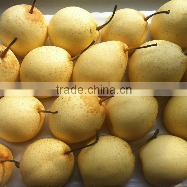 Ya Pear New Crop Fresh Pear Wholsale photo-3