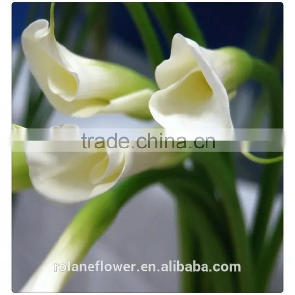 Beautiful Natural Fresh Cut Colorful Calla Lily Flowers for Decoration photo-4