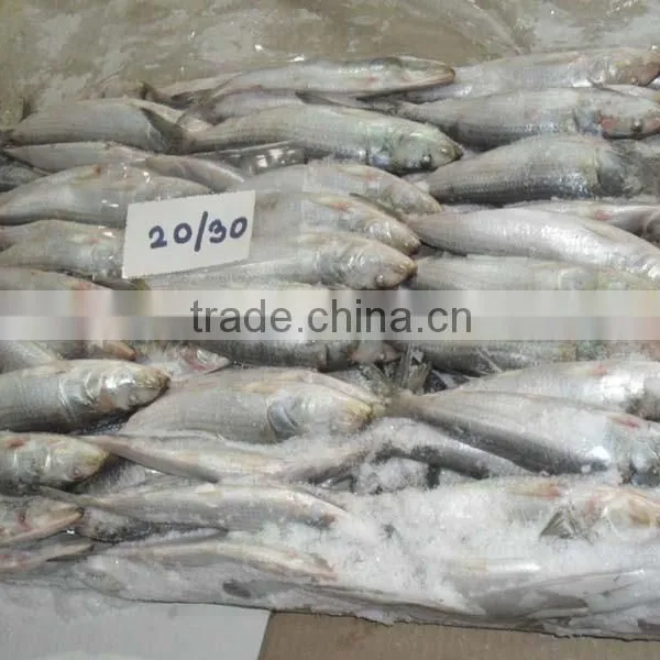 FROZEN SARDINE WHOLE ROUND photo-3