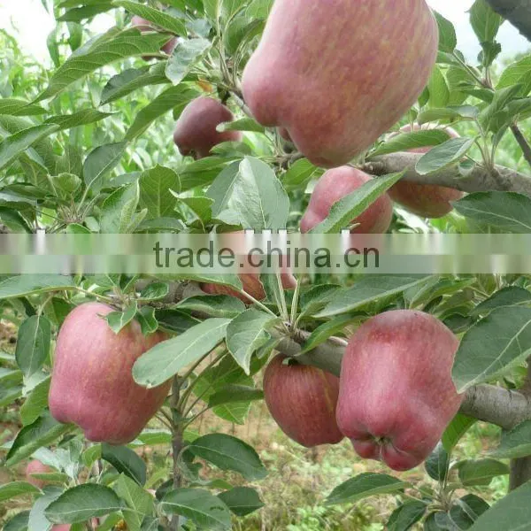 Huaniu Apple in 20KG Carton 2015