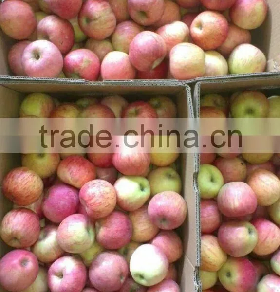 Paper Bagged Qinguan Apple photo-2