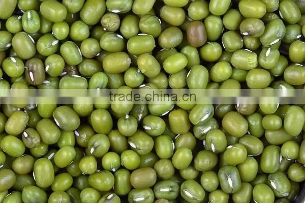 THAI MUNG BEAN SEEDS FOR CULINARY AND CULTIVATING PURPOSES