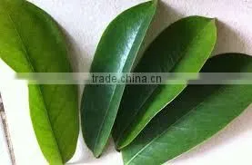 Graviola Leaves (Dried) photo-2