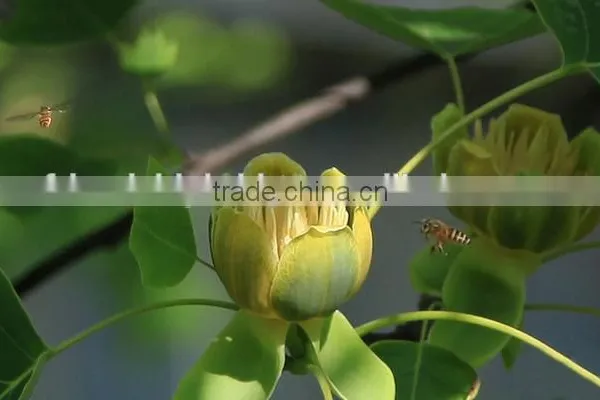 Fresh Cut Multicolor Tulips Flowers photo-4