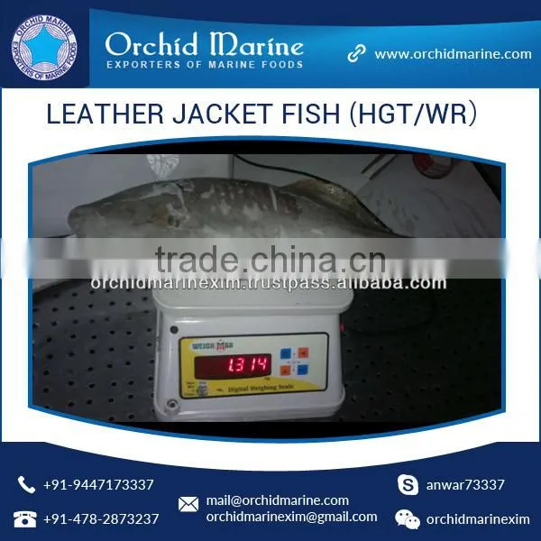 Top Quality Frozen Fresh Leather Jacket Fish (HGT/WR) photo-2