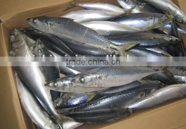 Frozen W/R Pacific Mackerel Good-quality Seafood photo-3