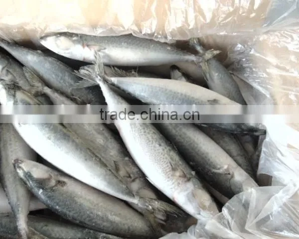 Frozen Pacific Mackerel Fish New Good Quality photo-5