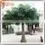 2015wholesale High Quality Artificial Banyan Tree Artificial Ficus Plants Customize Artificial Large Tree photo-4