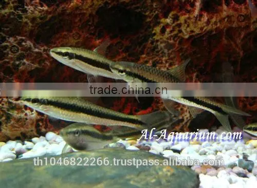 Siamese Algae Eater Fish For Sale / Aquarium Fish Thailand photo-6
