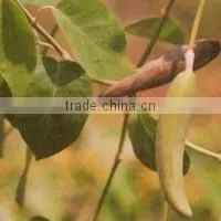 JIWANTI EXTRACT photo-2